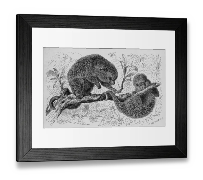 Framed Print : Brazilian porcupine (Coendou prehensilis) is a rodent from the tree spiny family