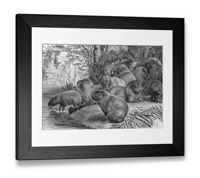 Framed Print : Capybara (Hydrochoerus hydrochaeris) or capybara is a species of mammal in the guinea pig family