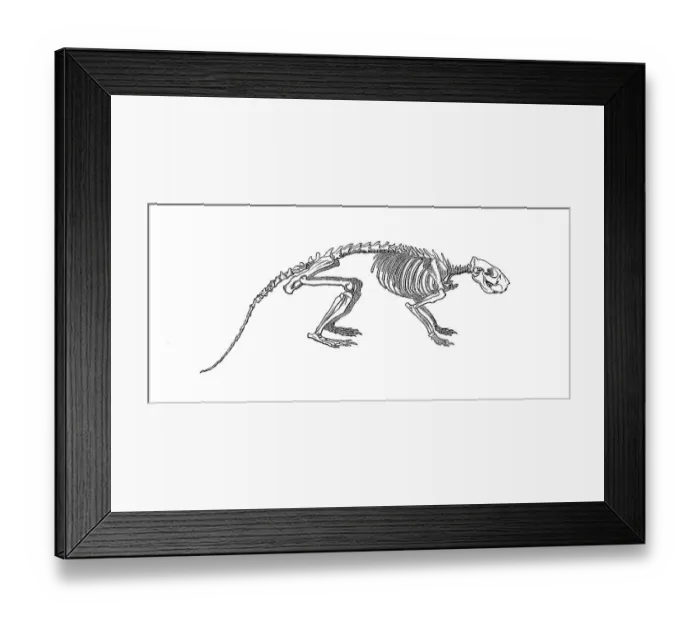 Framed Print : Skeleton of the cane rat