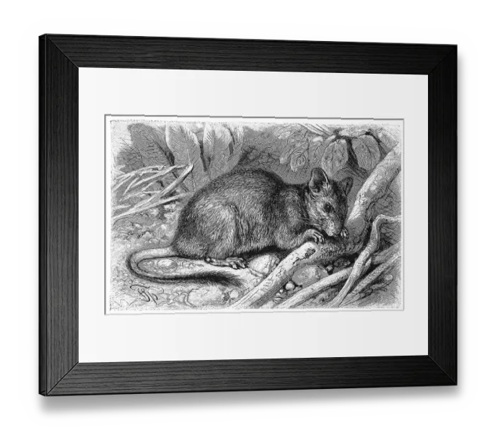 Framed Print : Degu is a species of rodent native to Chile