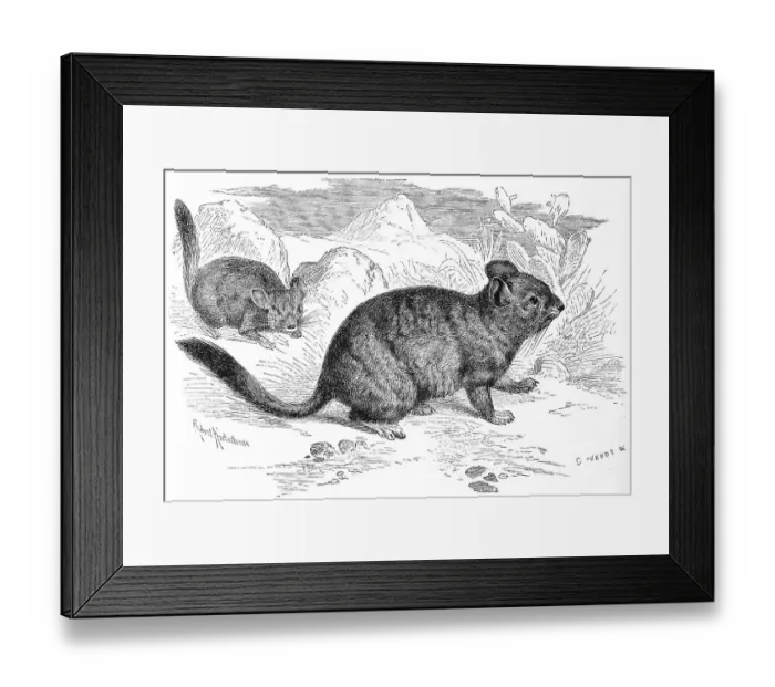 Framed Print : Long-tailed chinchilla (Chinchilla lanigera) Framed Print : Long-tailed chinchilla (Chinchilla lanigera)