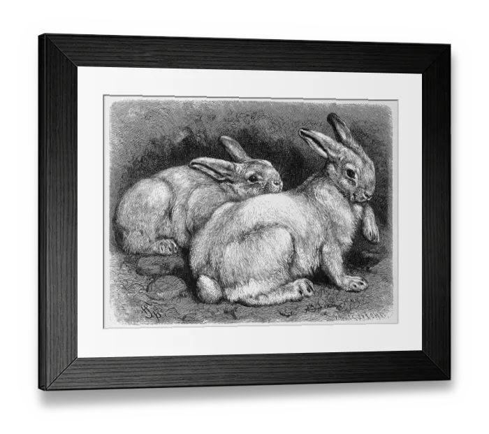 Framed Print : Alpine hare or snow hare, a species belonging to the family of hares Framed Print : Alpine hare or snow hare, a species belonging to the family of hares