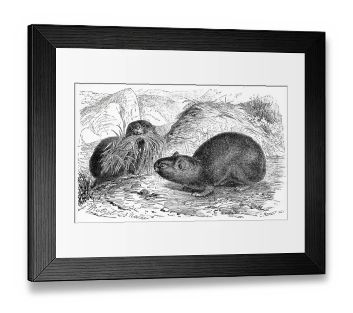 Framed Print : Alpine whistling hare, Lagomys alpinus