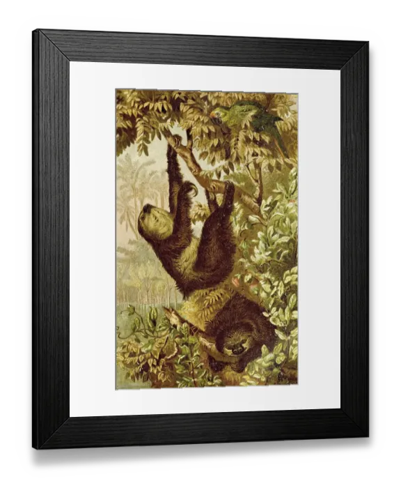 Framed Print : Hoffmann's two-toed sloth (Choloepus hoffmanni) Framed Print : Hoffmann's two-toed sloth (Choloepus hoffmanni)