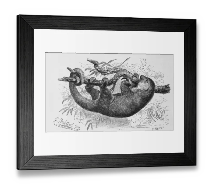 Framed Print : Silky anteater (Cyclopes didactylus) is a species of mammal in the genus pygmy anteater