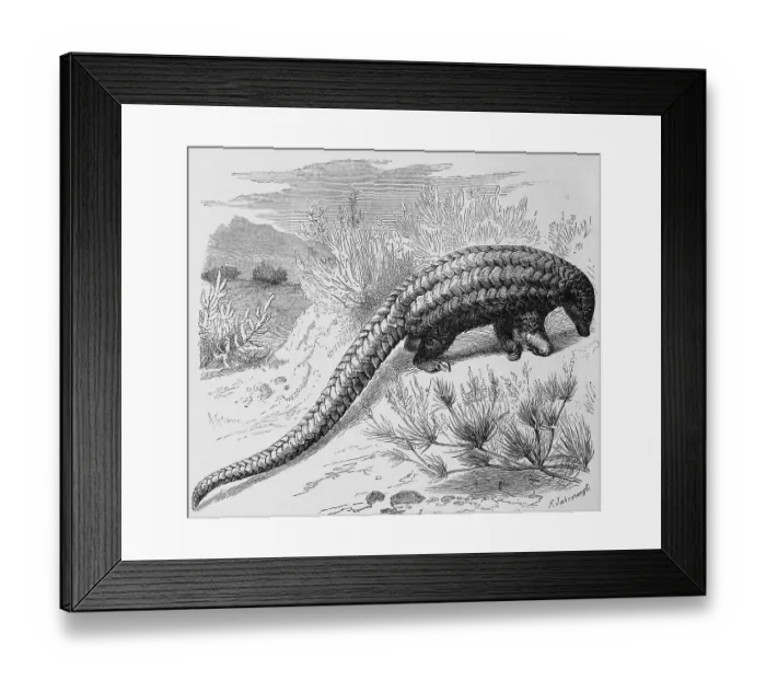 Framed Print : Long-tailed pangolin, Manis Iongicaudata