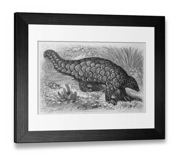 Framed Print : Chinese pangolin (Manis pentadactyla) Framed Print : Chinese pangolin (Manis pentadactyla)