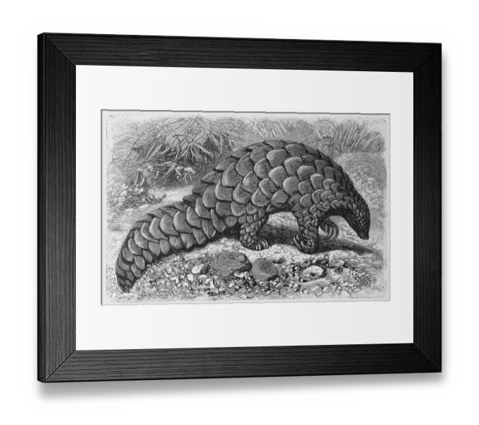 Framed Print : Ground pangolin, Manis temminekii Framed Print : Ground pangolin, Manis temminekii