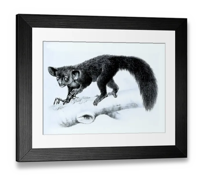 Framed Print : Aye-aye (Daubentonia madagascariensis) or aye-aye