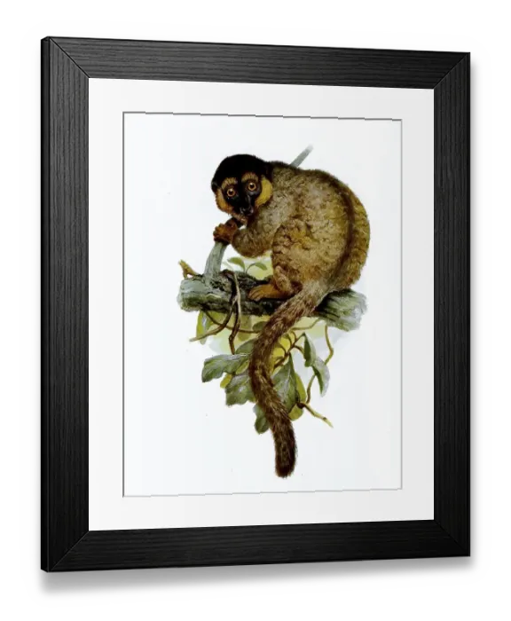 Framed Print : Common brown lemur (Eulemur fulvus)