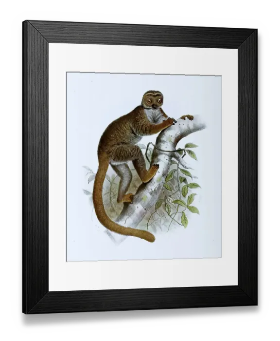 Framed Print : Eastern woolly lemur (Avahi) lanige Framed Print : Eastern woolly lemur (Avahi) lanige