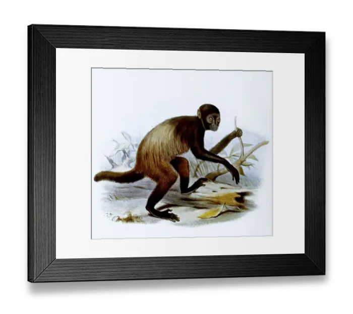 Framed Print : Golden-backed uakari (Cacajao melanocephalus) or Black Uakari Framed Print : Golden-backed uakari (Cacajao melanocephalus) or Black Uakari