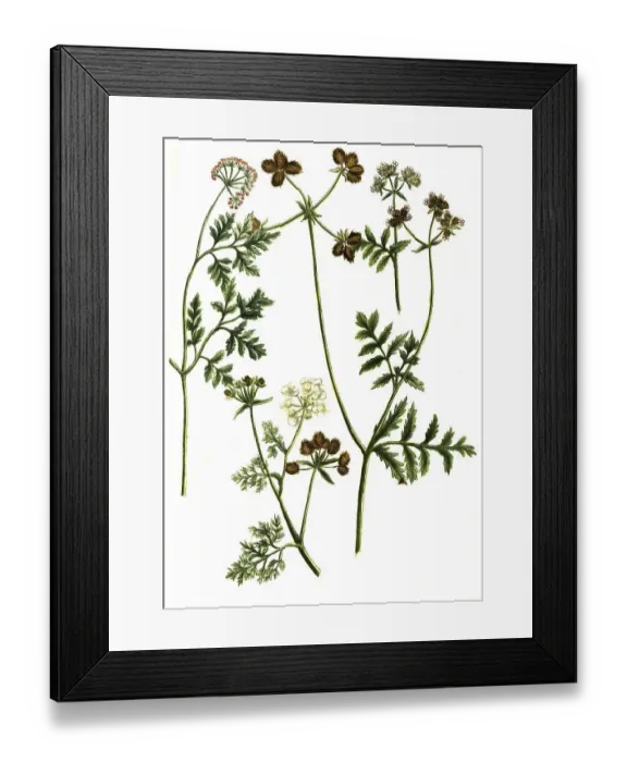 Framed Print : Botany, Plant, Variations of the adhesive umbel