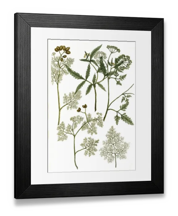 Framed Print : Botany, Plant, Field burdock, Torilis arvensis or Caucalis arvensis