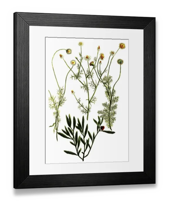Framed Print : Botany, plant, various species of Roman chamomile