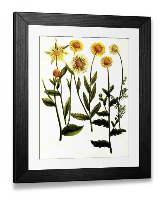 Framed Print : Botany, plant, Chrysanthemum, various species