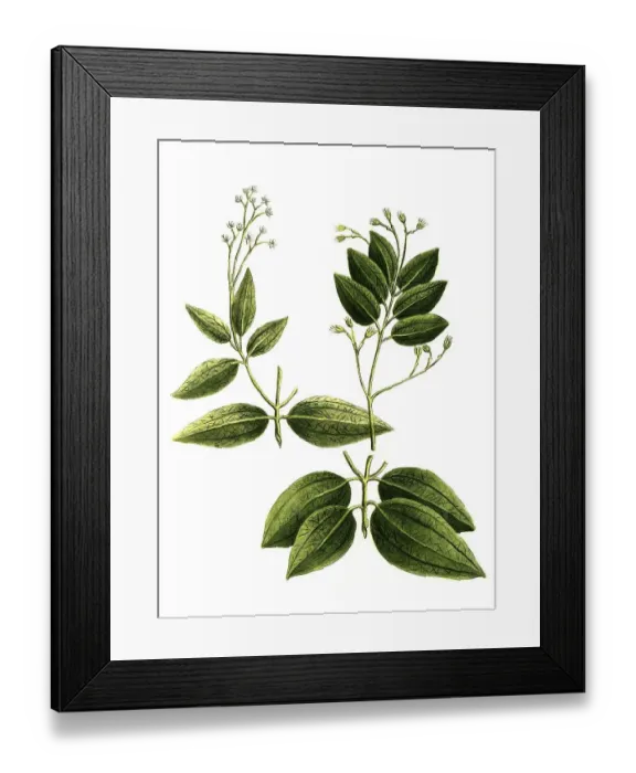 Framed Print : Botany, Plant, cinnamomum verum (Cinnamomum zeylanicum) or Genuine Cinnamon Tree Framed Print : Botany, Plant, cinnamomum verum (Cinnamomum zeylanicum) or Genuine Cinnamon Tree