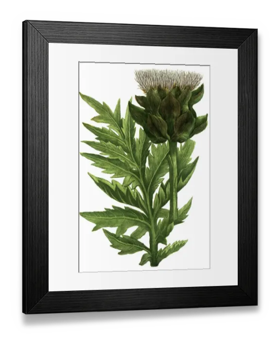 Framed Print : Botany, Plant, Artichoke (Cynara cardunculus) Framed Print : Botany, Plant, Artichoke (Cynara cardunculus)