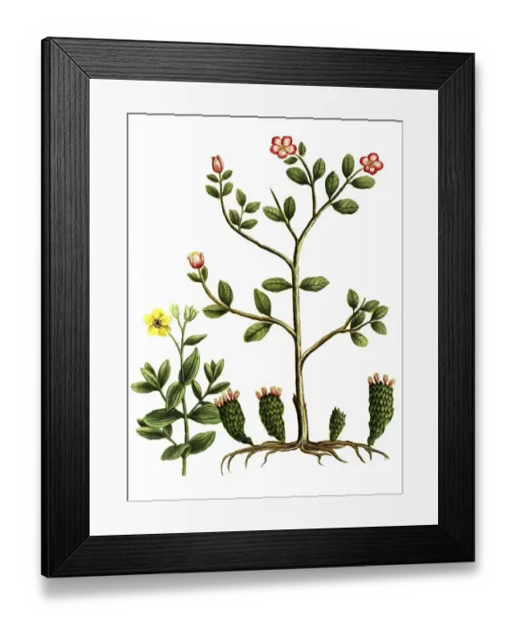 Framed Print : Botany, Plant, Variations of the Cistus