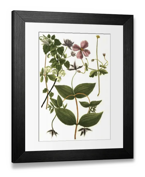 Framed Print : Botany, Plant, Clematis caeruleo Framed Print : Botany, Plant, Clematis caeruleo