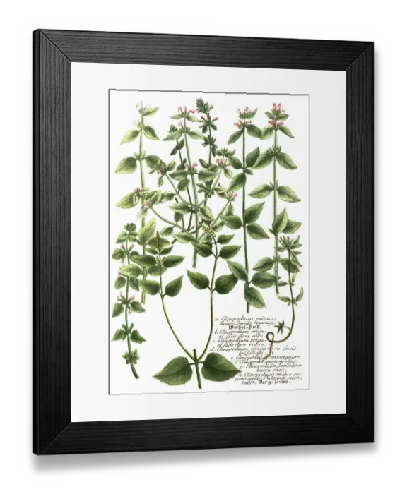 Framed Print : Botany, plant, variants of mountain mint Framed Print : Botany, plant, variants of mountain mint
