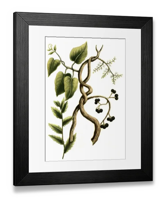 Framed Print : Botany, Plant, Fish Seeds, Coccolus Seeds