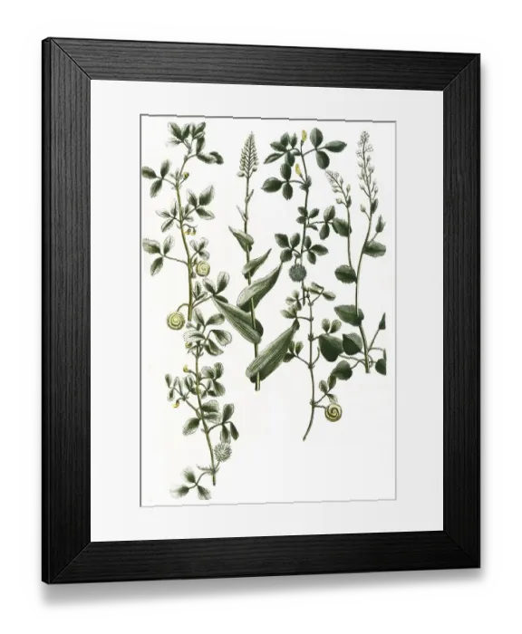 Framed Print : Botany, plant, a. herba scurvygrass (Cochlearia) Framed Print : Botany, plant, a. herba scurvygrass (Cochlearia)