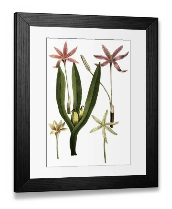 Framed Print : Botany, plant, various species of the genus Zeitlose