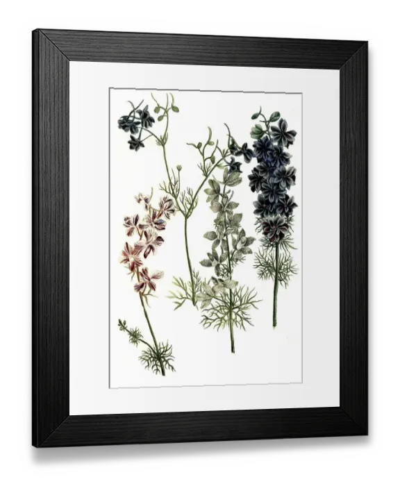 Framed Print : Botany, plant regia, various species Framed Print : Botany, plant regia, various species