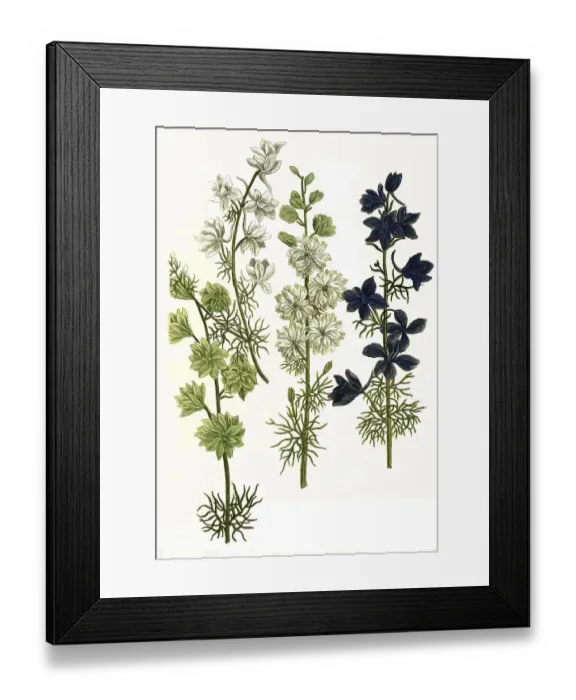 Framed Print : Botany, Plant, various, forking larkspur (Consolida regalis) Framed Print : Botany, Plant, various, forking larkspur (Consolida regalis)