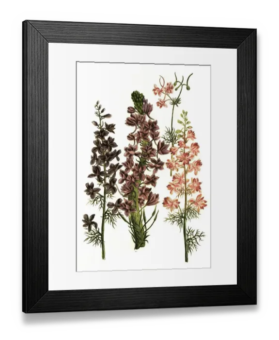 Framed Print : Botany, Plant, various larkspur (Delphinium) (Consolida) (delphinium) Framed Print : Botany, Plant, various larkspur (Delphinium) (Consolida) (delphinium)