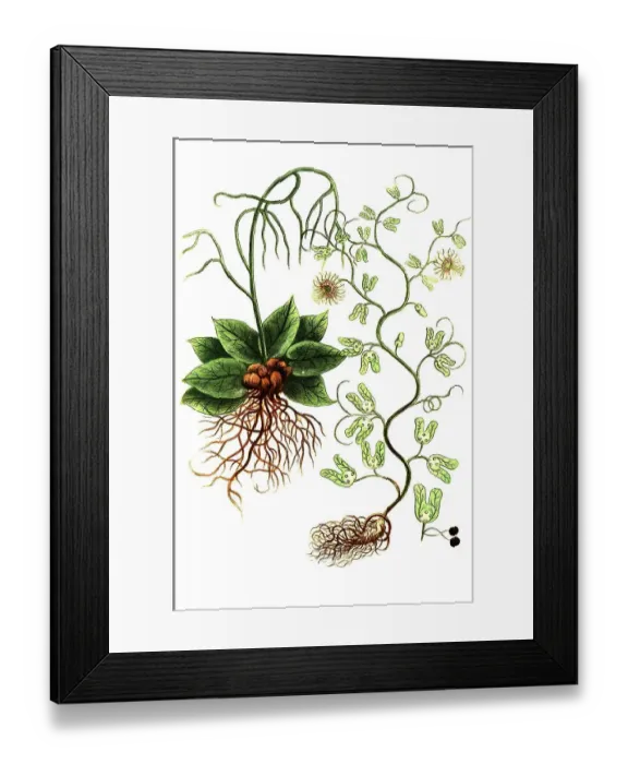 Framed Print : Botany, Plant, Contrayerva americanam viperine