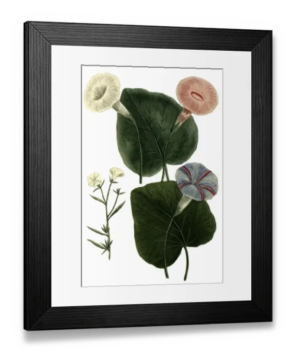 Framed Print : Botany, Plant, Convolvulus major flore alboa Framed Print : Botany, Plant, Convolvulus major flore alboa