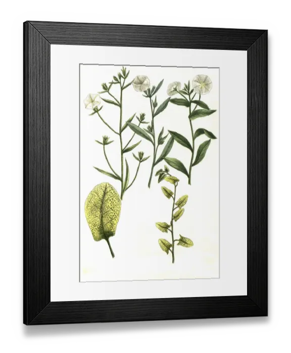 Framed Print : Botany, plant, folium pictum, erectus latifolius