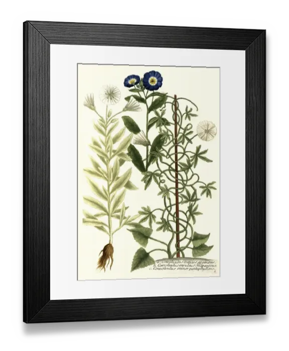Framed Print : Botany, plant, Convolvulus creticus Framed Print : Botany, plant, Convolvulus creticus