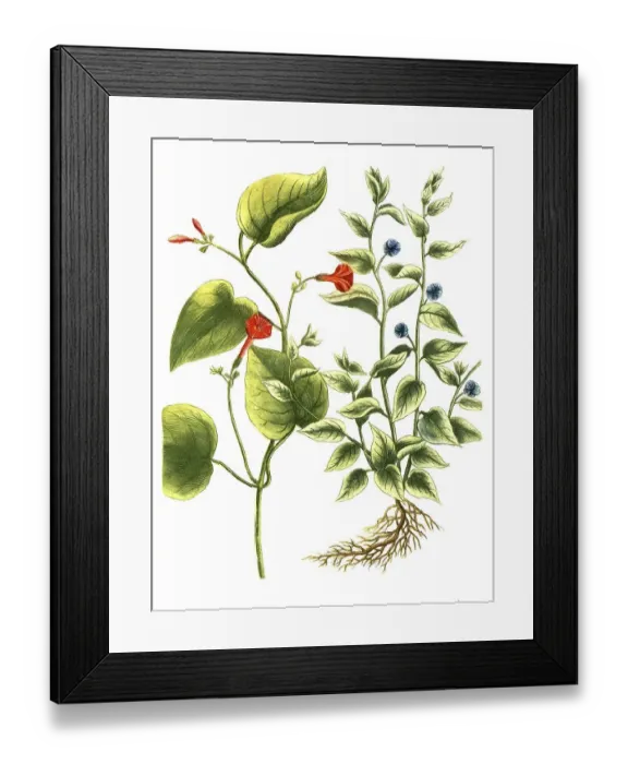 Framed Print : Botany, Plant, Convolvulus, Plants of the genus Winde Framed Print : Botany, Plant, Convolvulus, Plants of the genus Winde