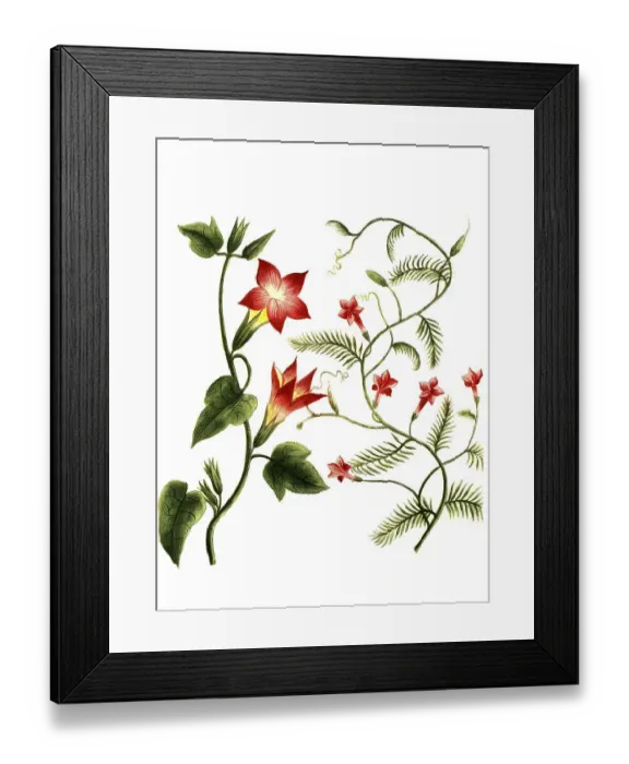 Framed Print : Botany, Plant, Convolvulus, Plants of the genus Windern Framed Print : Botany, Plant, Convolvulus, Plants of the genus Windern