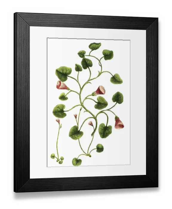 Framed Print : Botany, Plant, Convolvulus, Plants of the genus Winde