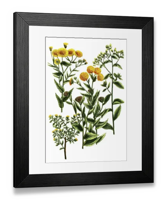 Framed Print : Botany, plant, plants of the genus Conyza Framed Print : Botany, plant, plants of the genus Conyza