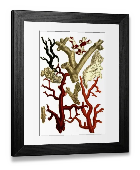 Framed Print : Botany, plant, Corallium, various types of coral Framed Print : Botany, plant, Corallium, various types of coral
