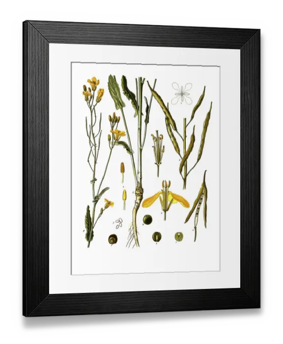 Framed Print : Medicinal plant napus oleifera Framed Print : Medicinal plant napus oleifera
