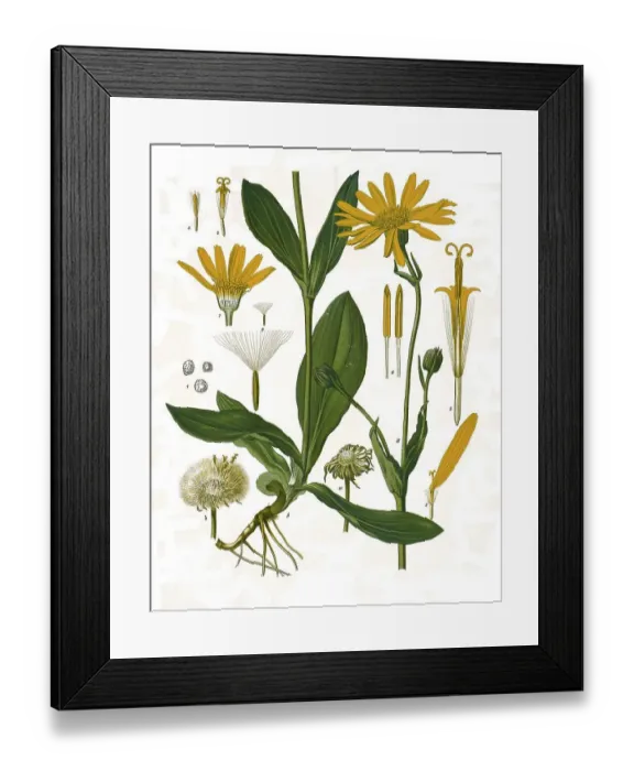 Framed Print : Medicinal plant, Arnica, also known as mountain arnica (Arnica montana) Framed Print : Medicinal plant, Arnica, also known as mountain arnica (Arnica montana)