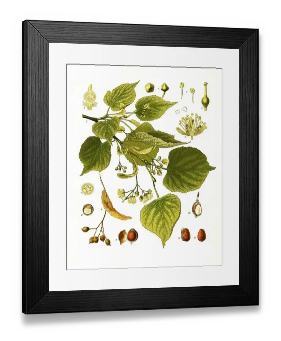 Framed Print : Medicinal plant, Winter lime (Tilia cordata)