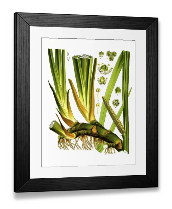 Framed Print : Medicinal plant, sweet flag (Acorus calamus)