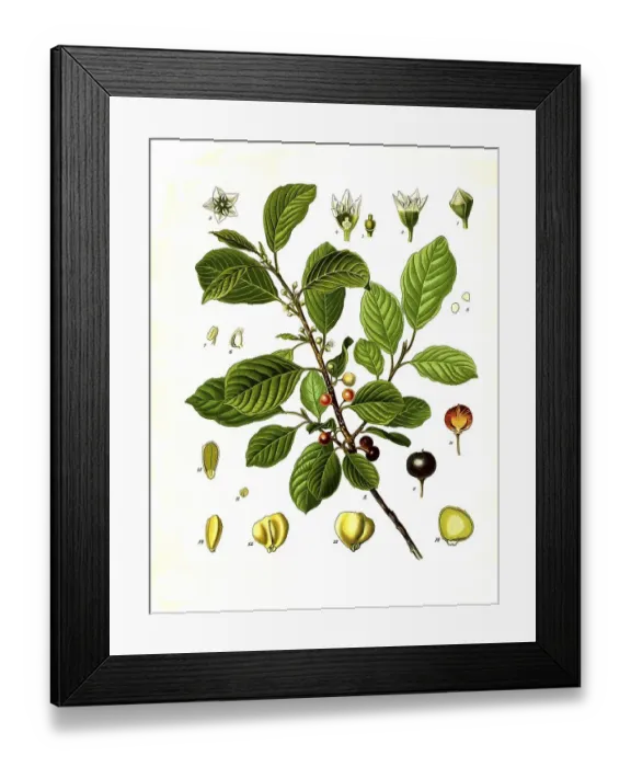 Framed Print : Medicinal plant, alder buckthorn (Rhamnus frangula)