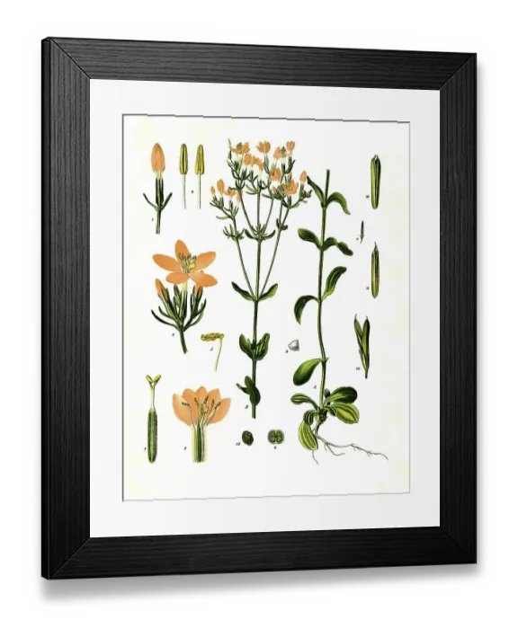 Framed Print : Medicinal plant, Centaurium erythraea Framed Print : Medicinal plant, Centaurium erythraea