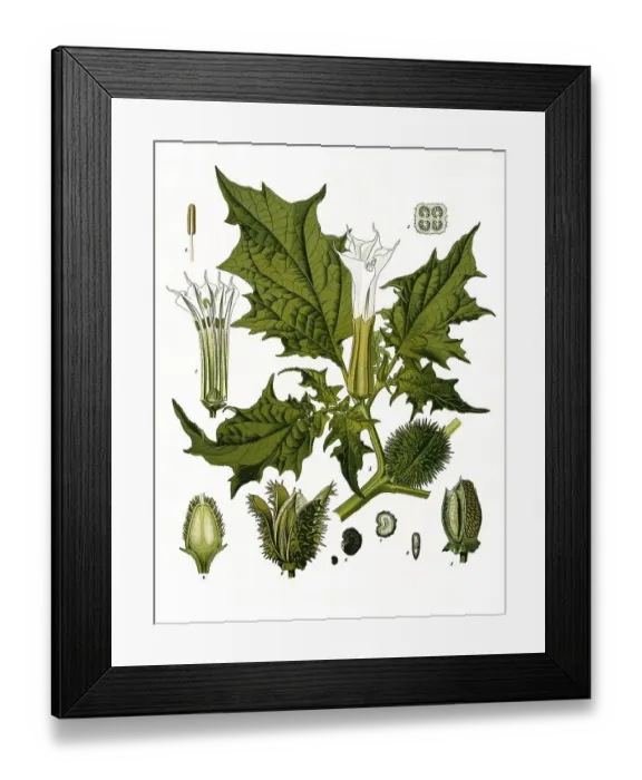 Framed Print : Medicinal plant, jimson weed (Datura stramonium) or White Datura