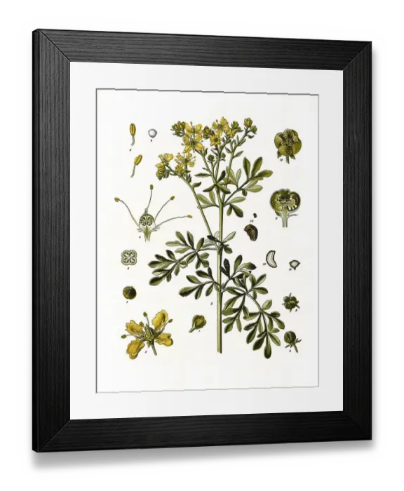 Framed Print : Medicinal plant, common rue (Ruta graveolens) or garden rue