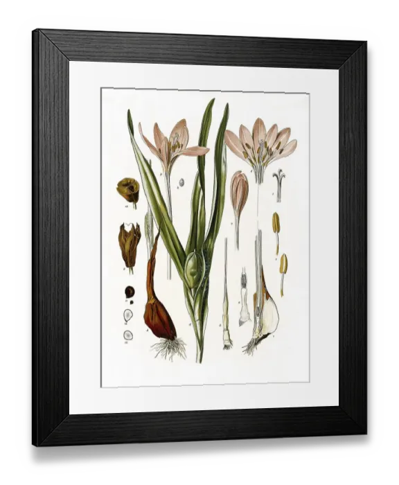 Framed Print : Medicinal plant, meadow saffron (Colchicum autumnale)