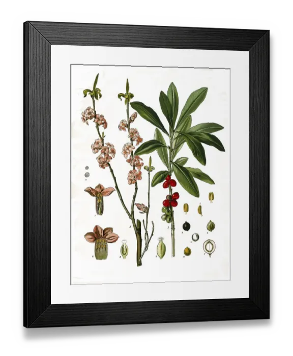 Framed Print : Medicinal plant, daphne, also true daphne Framed Print : Medicinal plant, daphne, also true daphne